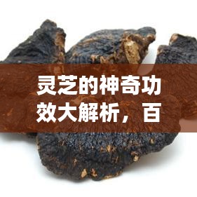 靈芝的神奇功效大解析，百度帶你探索靈芝的奧秘！