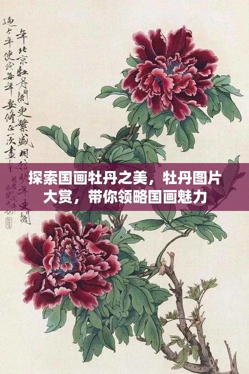 探索國畫牡丹之美，牡丹圖片大賞，帶你領(lǐng)略國畫魅力