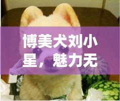 博美犬劉小星，魅力無限，百度熱推新寵！
