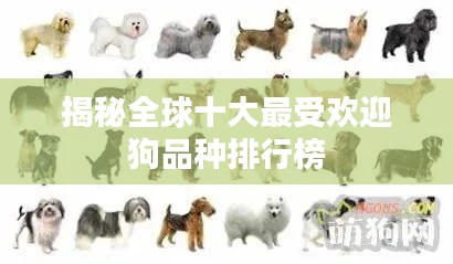 揭秘全球十大最受歡迎狗品種排行榜
