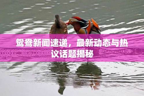 鴛鴦新聞速遞，最新動態(tài)與熱議話題揭秘