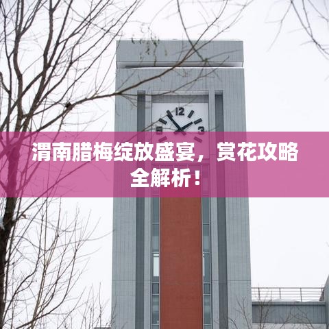 渭南臘梅綻放盛宴，賞花攻略全解析！