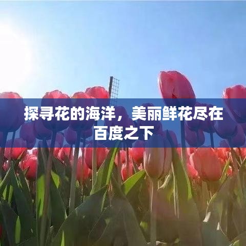 探尋花的海洋，美麗鮮花盡在百度之下