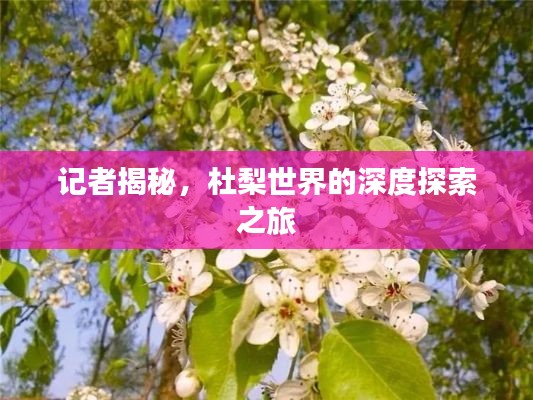記者揭秘，杜梨世界的深度探索之旅