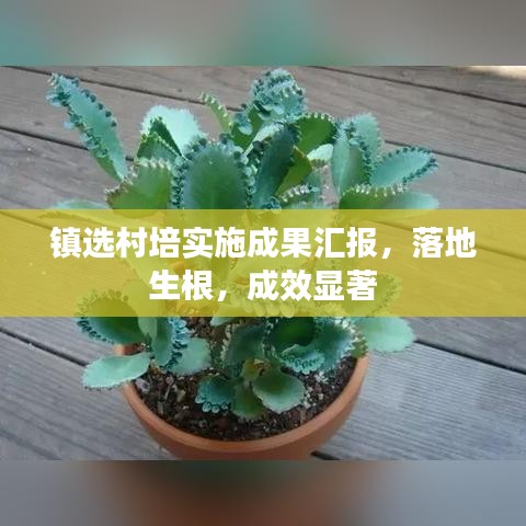 鎮(zhèn)選村培實(shí)施成果匯報(bào)，落地生根，成效顯著