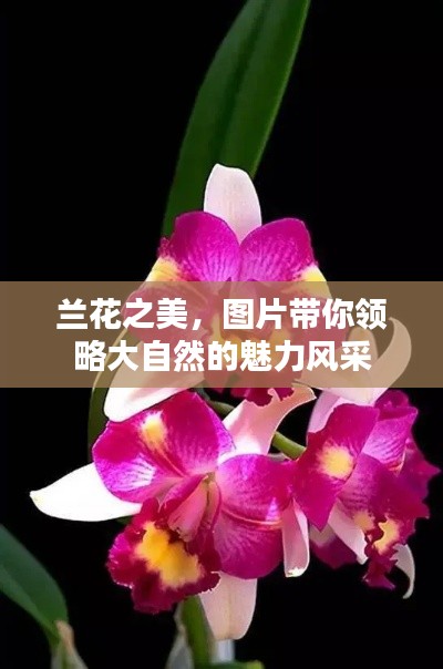 蘭花之美，圖片帶你領(lǐng)略大自然的魅力風(fēng)采