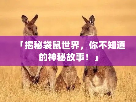 「揭秘袋鼠世界，你不知道的神秘故事！」