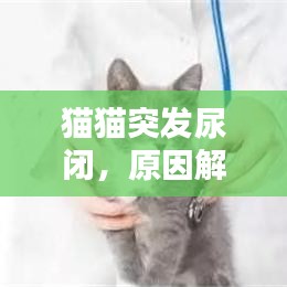 貓貓突發(fā)尿閉，原因解析、應(yīng)對(duì)方法與預(yù)防措施